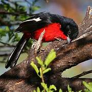 Crimson-breasted Shrike