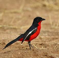 Gonolek rouge et noir