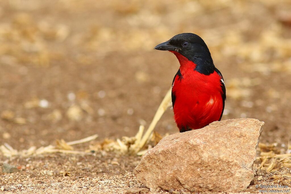 Crimson-breasted Shrike