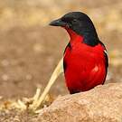 Gonolek rouge et noir