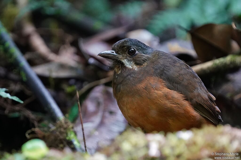 Moustached Antpittaadult