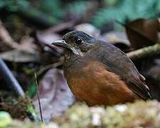 Moustached Antpitta