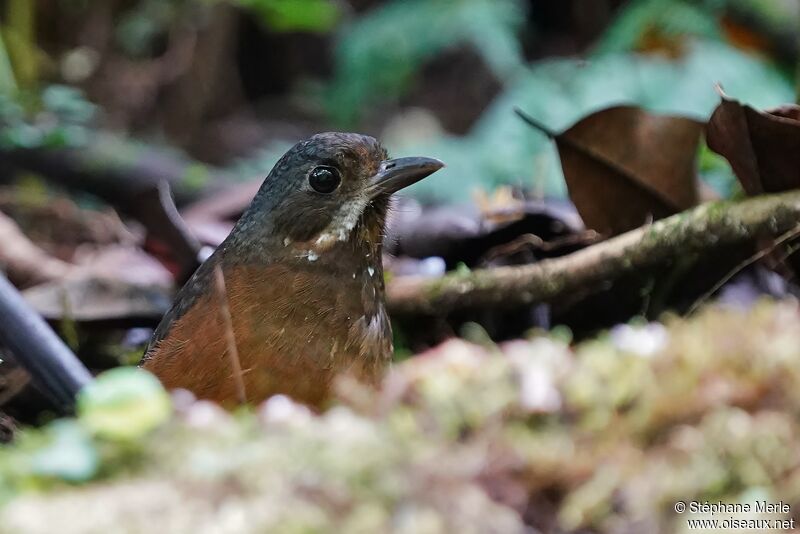 Moustached Antpitta