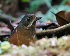 Moustached Antpitta