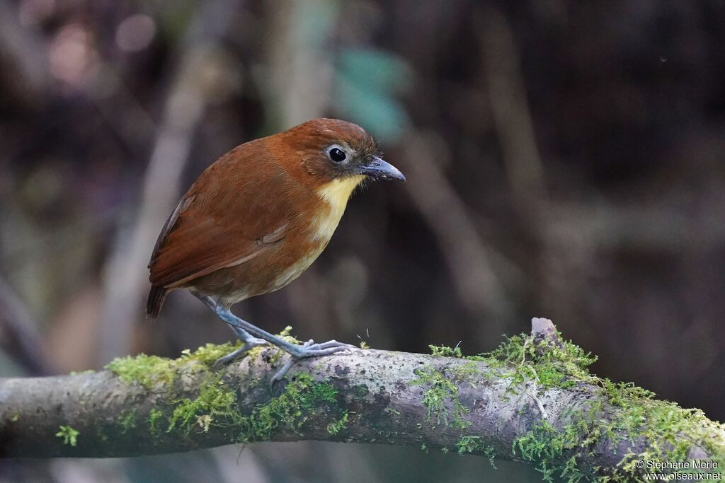 Yellow-breasted Antpittaadult