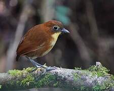 Yellow-breasted Antpitta