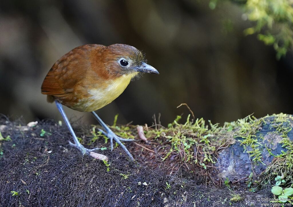 Yellow-breasted Antpitta