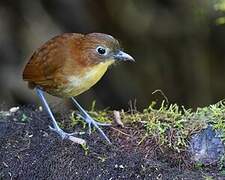 Yellow-breasted Antpitta