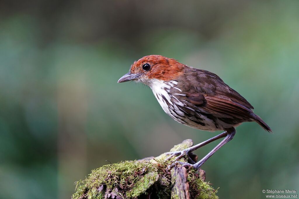 Chestnut-crowned Antpittaadult