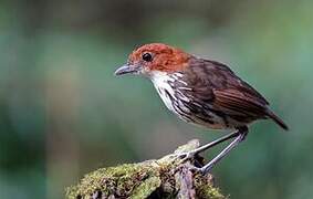 Chestnut-crowned Antpitta