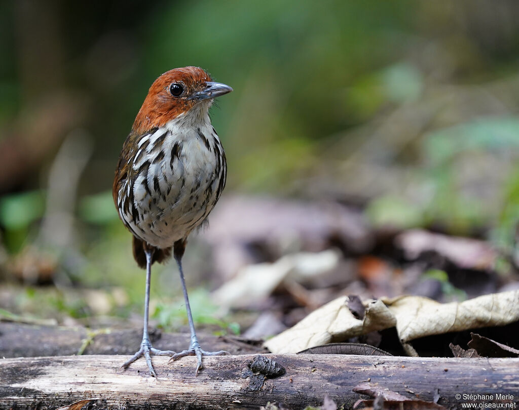 Chestnut-crowned Antpittaadult