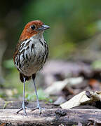 Chestnut-crowned Antpitta