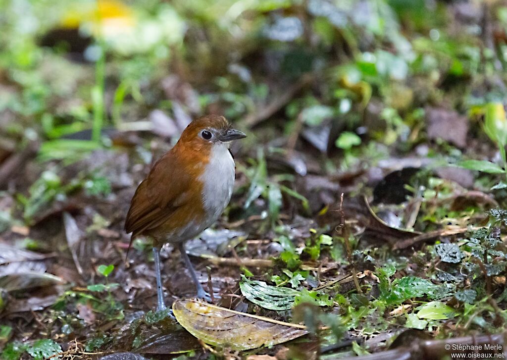 White-bellied Antpitta