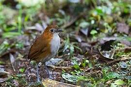 White-bellied Antpitta