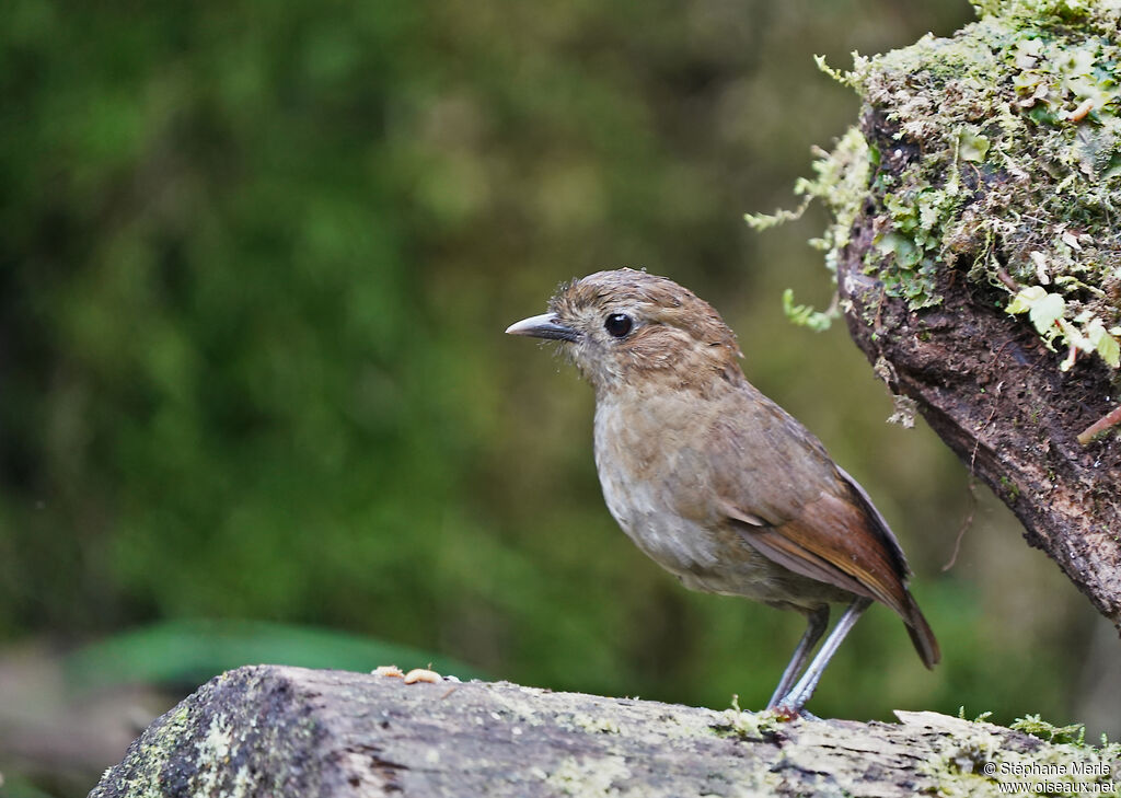 Brown-banded Antpittaadult