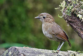 Brown-banded Antpitta