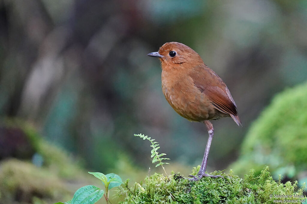 Equatorial Antpittaadult