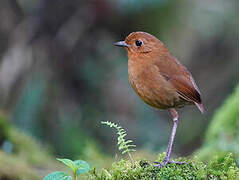 Equatorial Antpitta