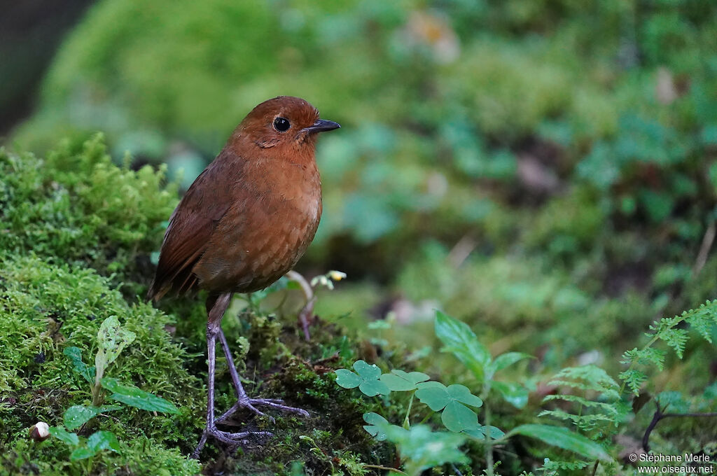 Equatorial Antpitta