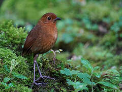 Equatorial Antpitta