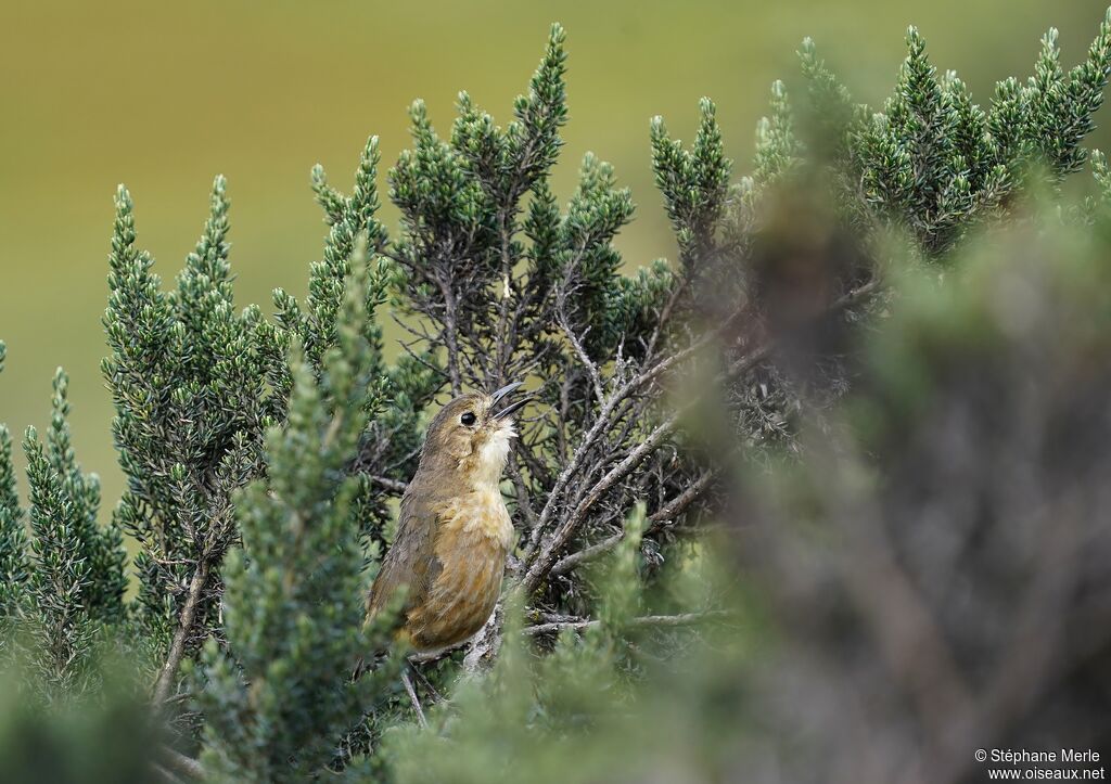 Tawny Antpittaadult