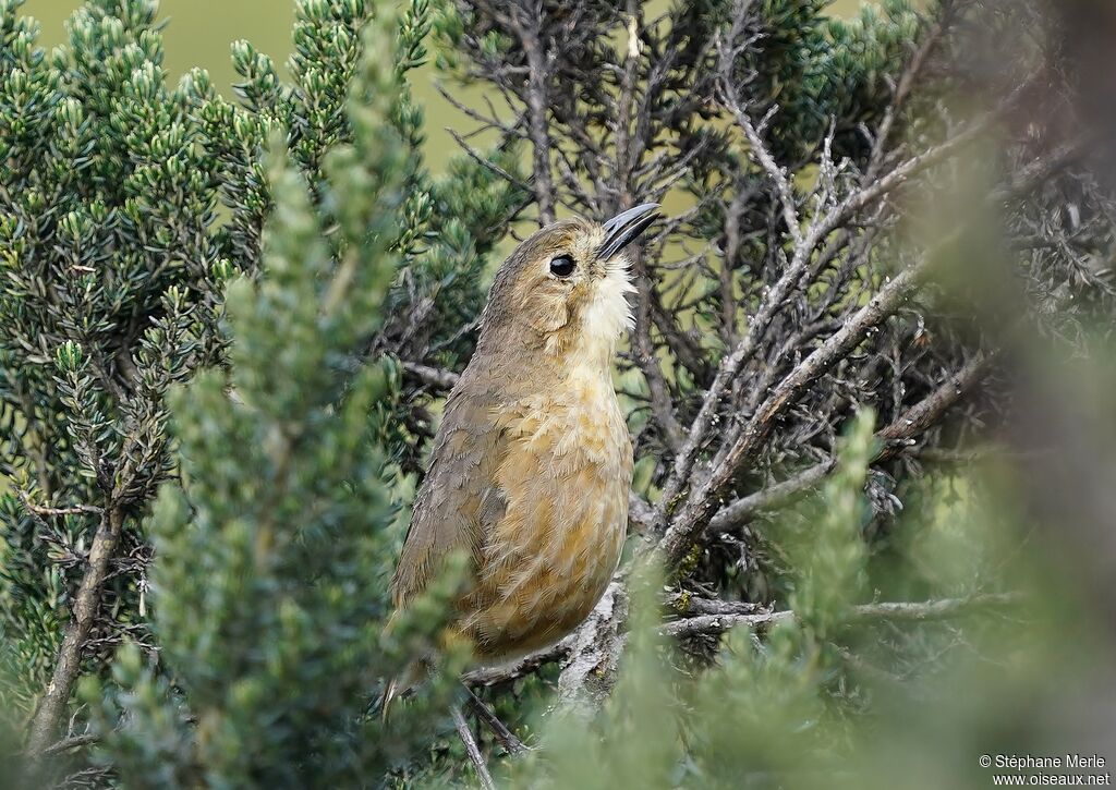 Tawny Antpitta