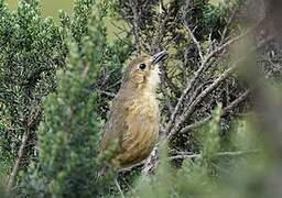 Tawny Antpitta