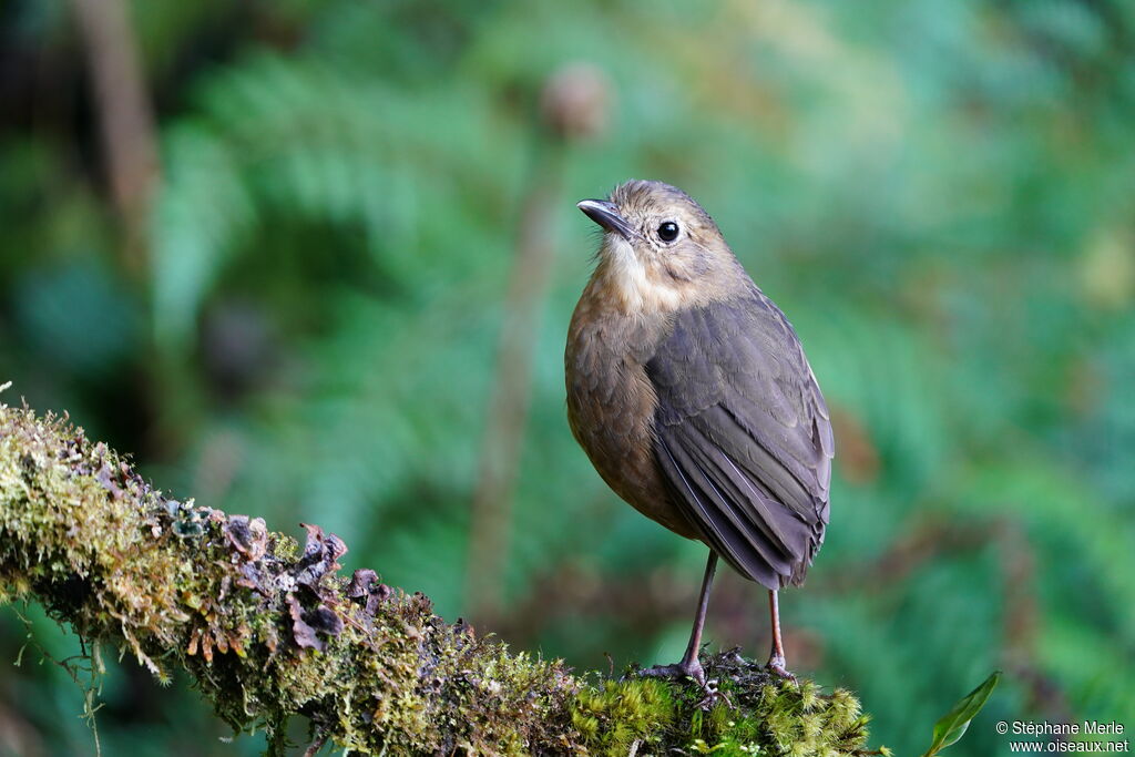 Tawny Antpittaadult