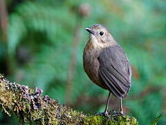 Tawny Antpitta