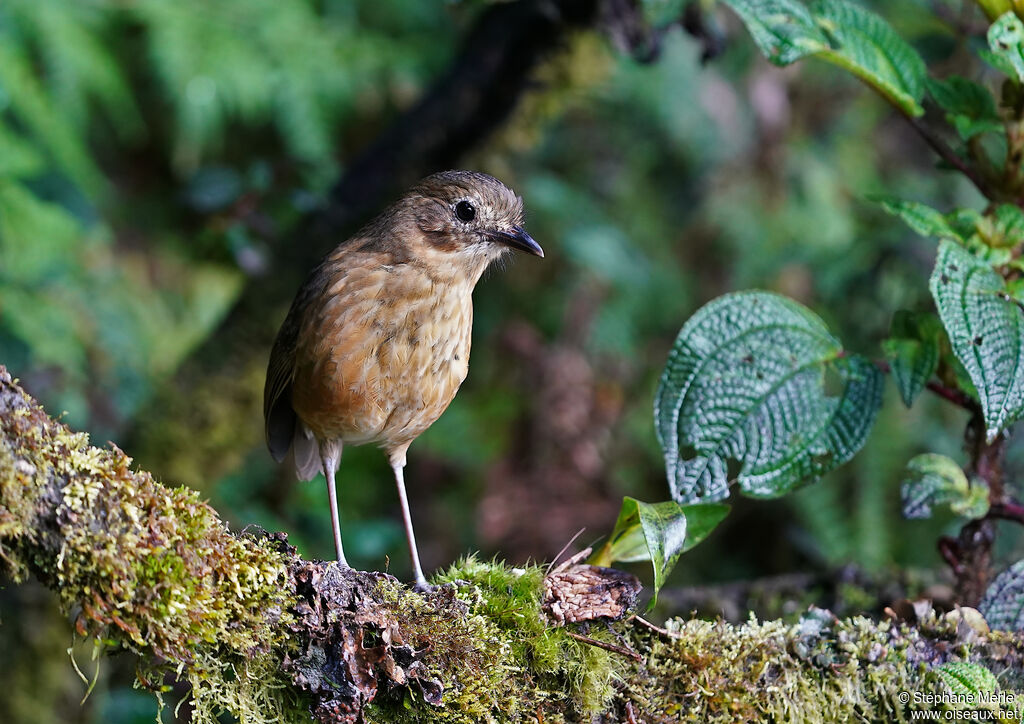 Tawny Antpittaadult