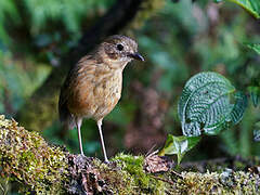 Tawny Antpitta