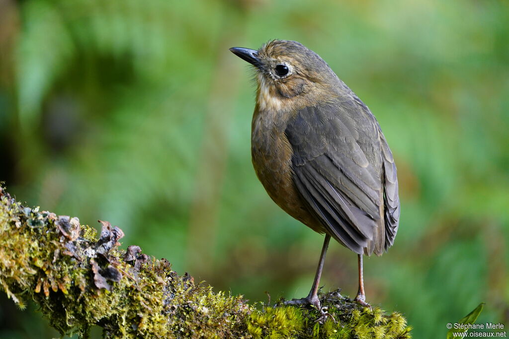 Tawny Antpitta