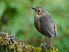 Tawny Antpitta