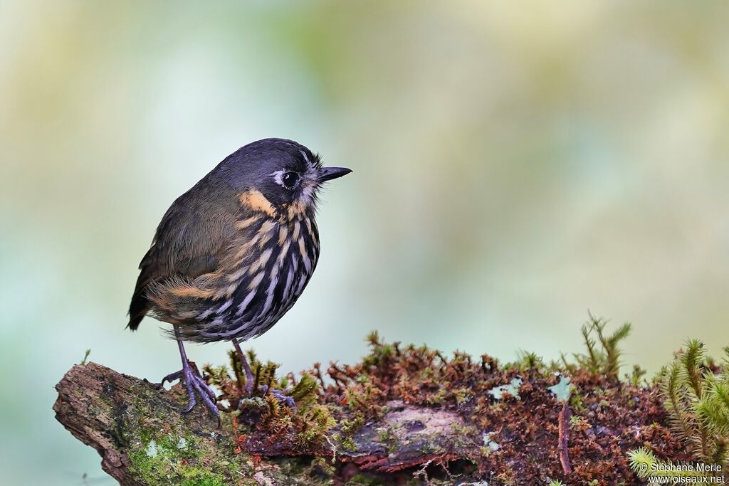 Crescent-faced Antpittaadult