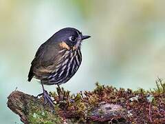 Crescent-faced Antpitta