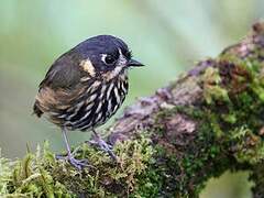 Crescent-faced Antpitta