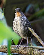 Santa Marta Antpitta