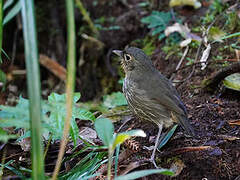 Santa Marta Antpitta