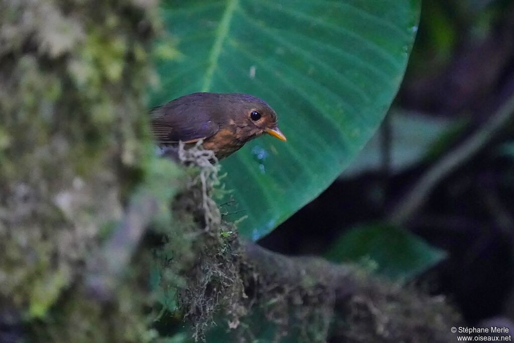 Slaty-crowned Antpitta