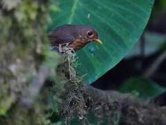 Slaty-crowned Antpitta