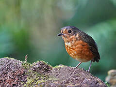 Slaty-crowned Antpitta