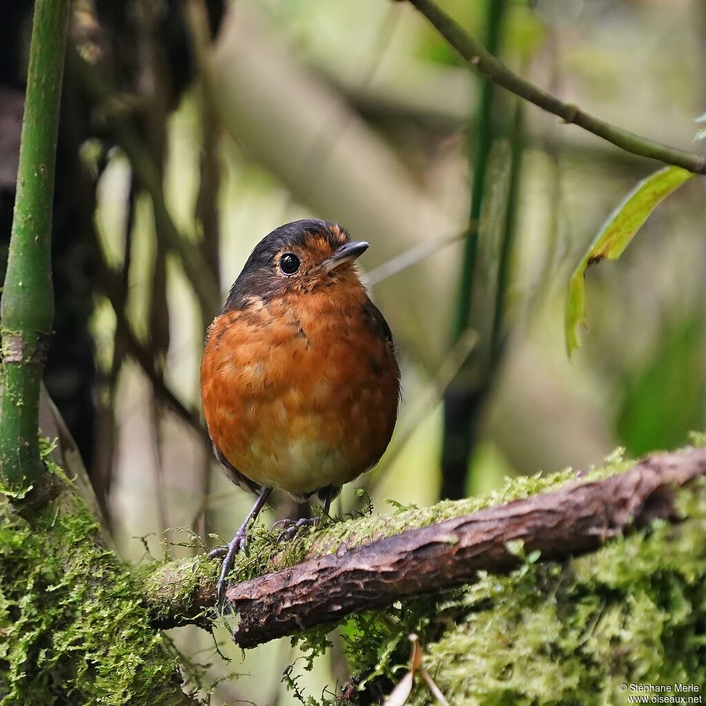 Slaty-crowned Antpittaadult