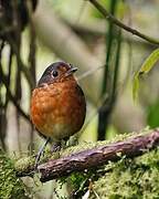 Slaty-crowned Antpitta