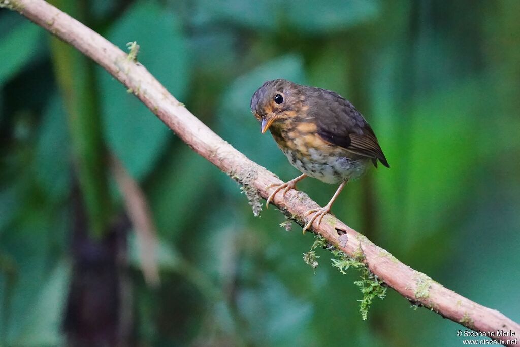 Ochre-breasted Antpitta