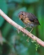 Ochre-breasted Antpitta