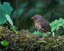 Ochre-breasted Antpitta