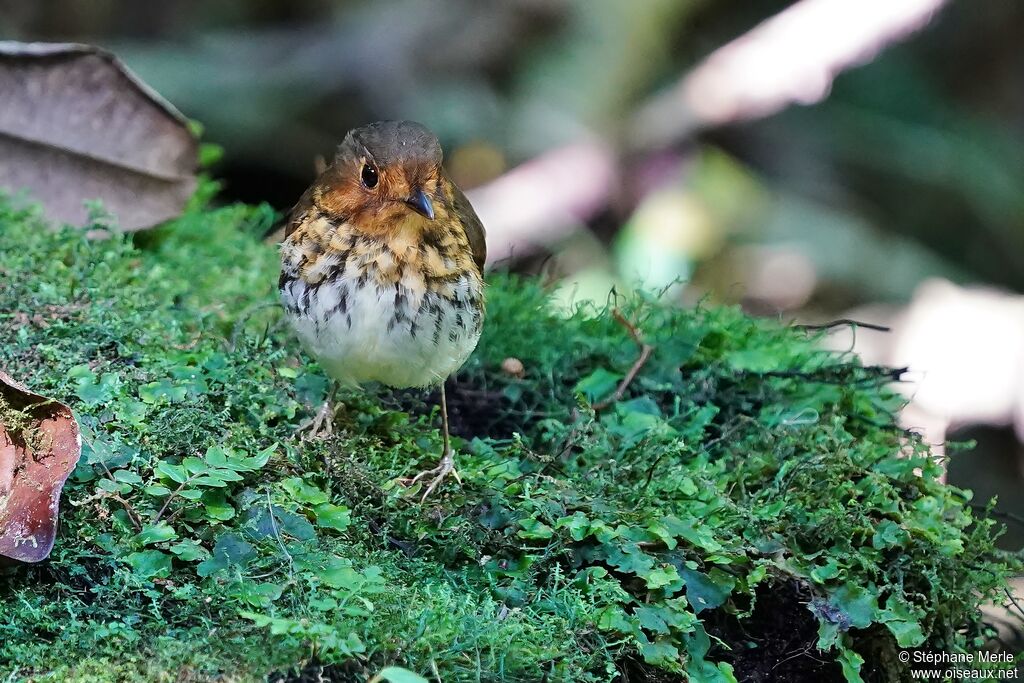 Ochre-breasted Antpitta