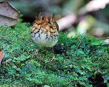 Ochre-breasted Antpitta