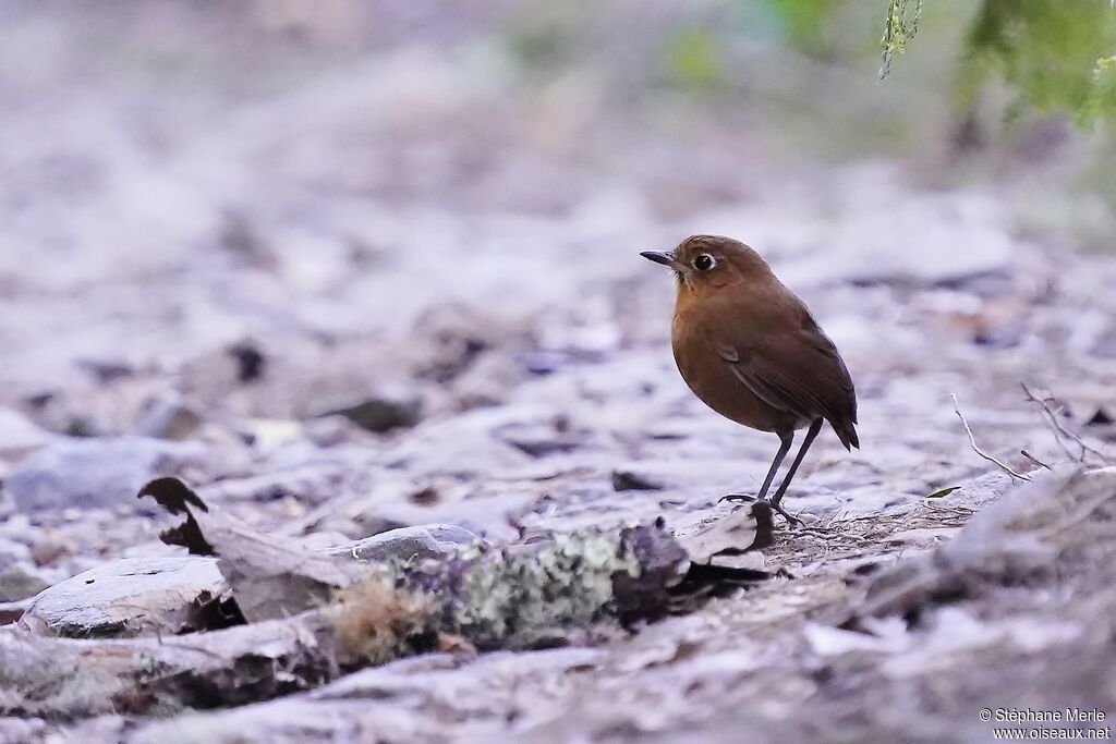 Sierra Nevada Antpittaadult