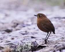 Sierra Nevada Antpitta